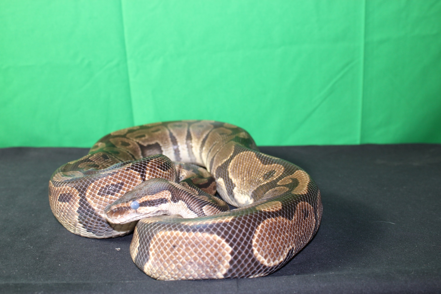 Normal Female Ball Python by Dr. Ball Python MorphMarket