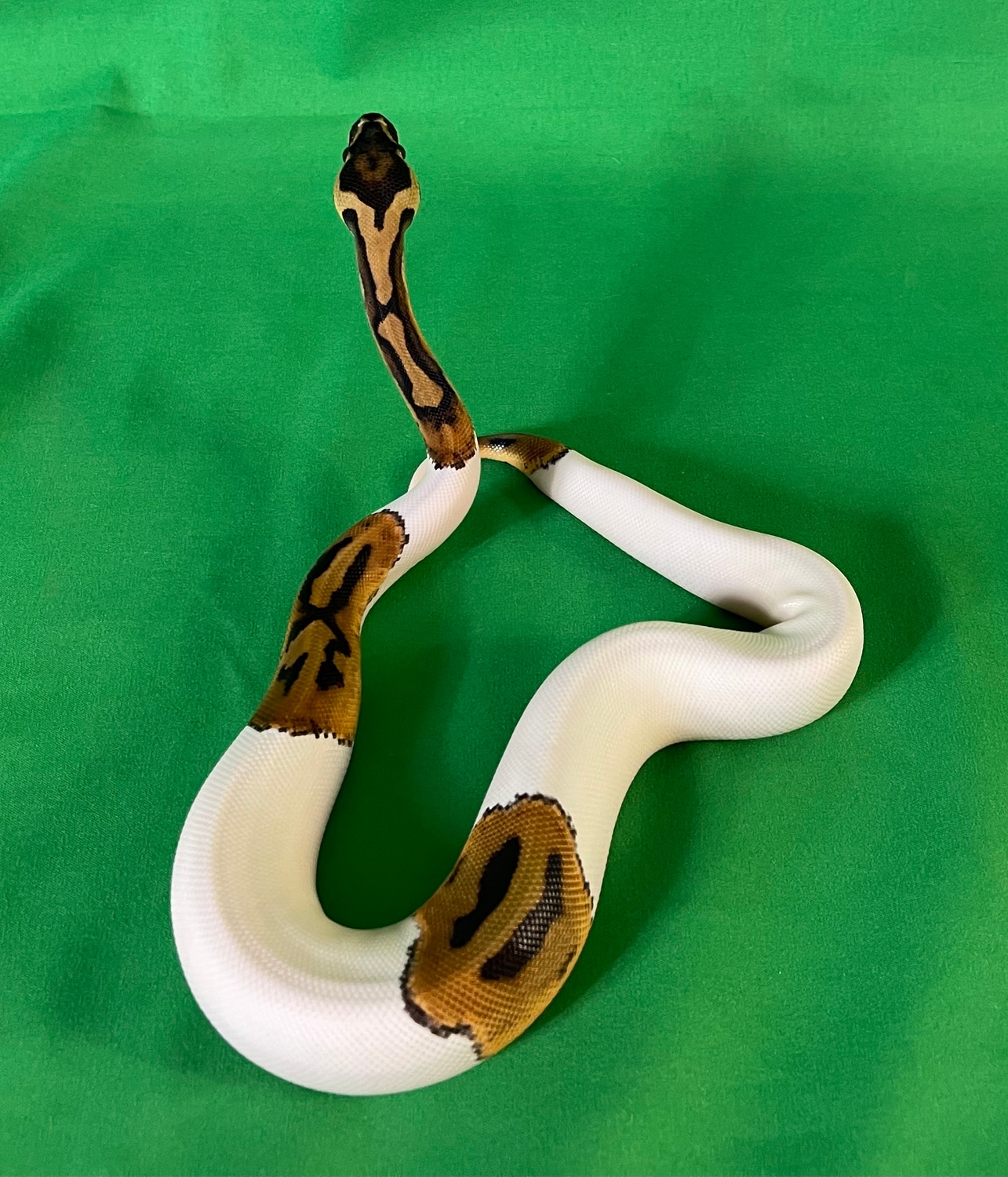 Piebald Het Clown Het Albino Ball Python by Dr. Ball Python MorphMarket