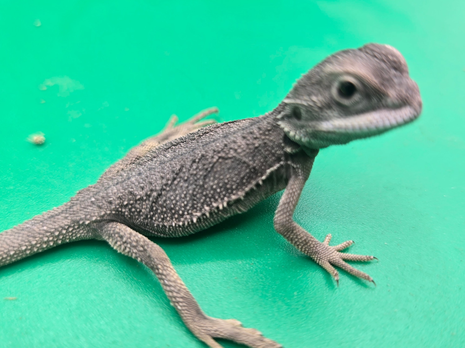hypo zero (translucent) Profile Picture