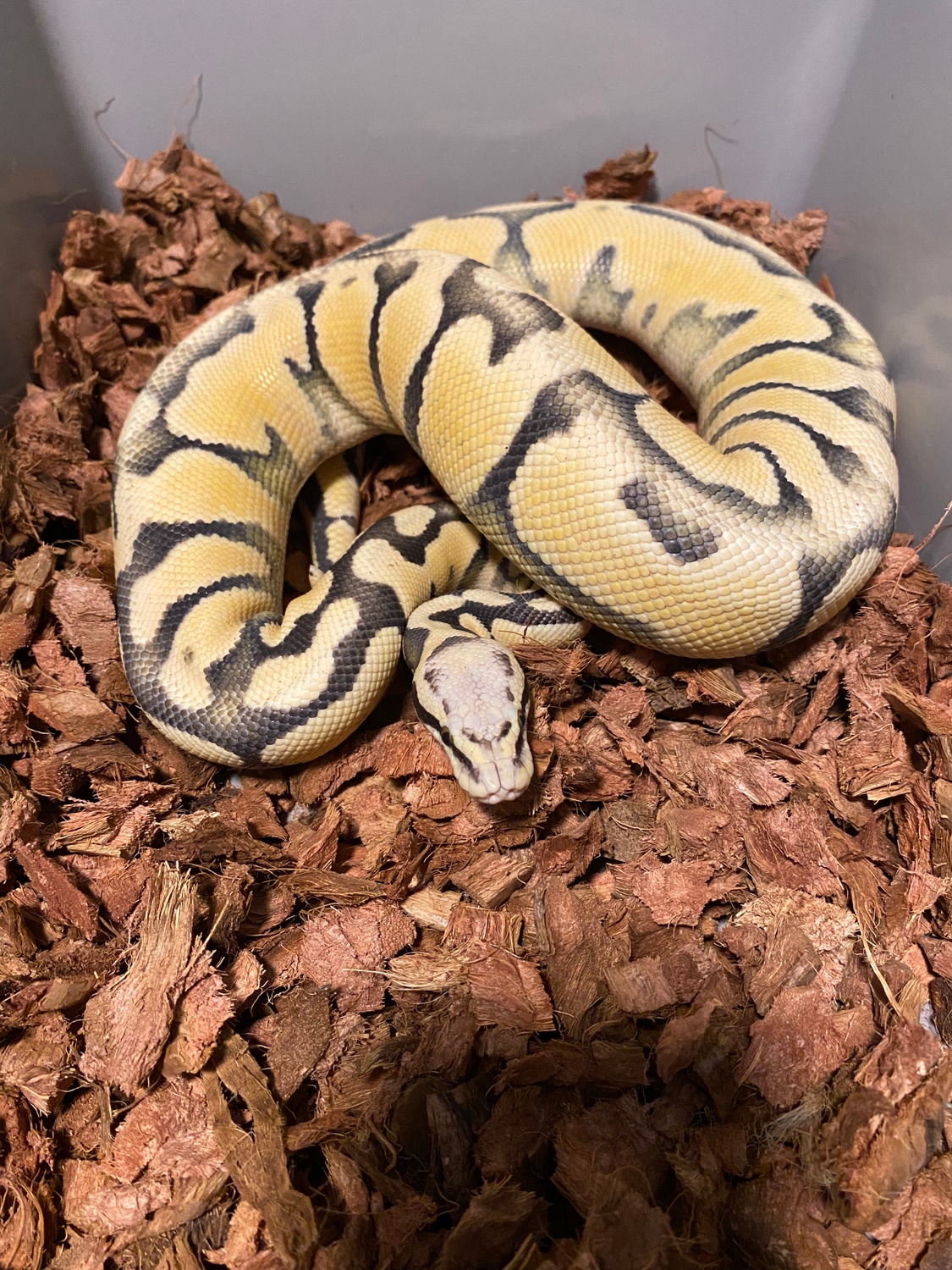 Super Pastel Desert Ghost Ball Python by Dutton's Reptile Company