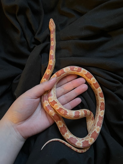 Amel, Het Anery, Het Diffused, Het Stripe, Het Hypo Corn Snake by Royal ...