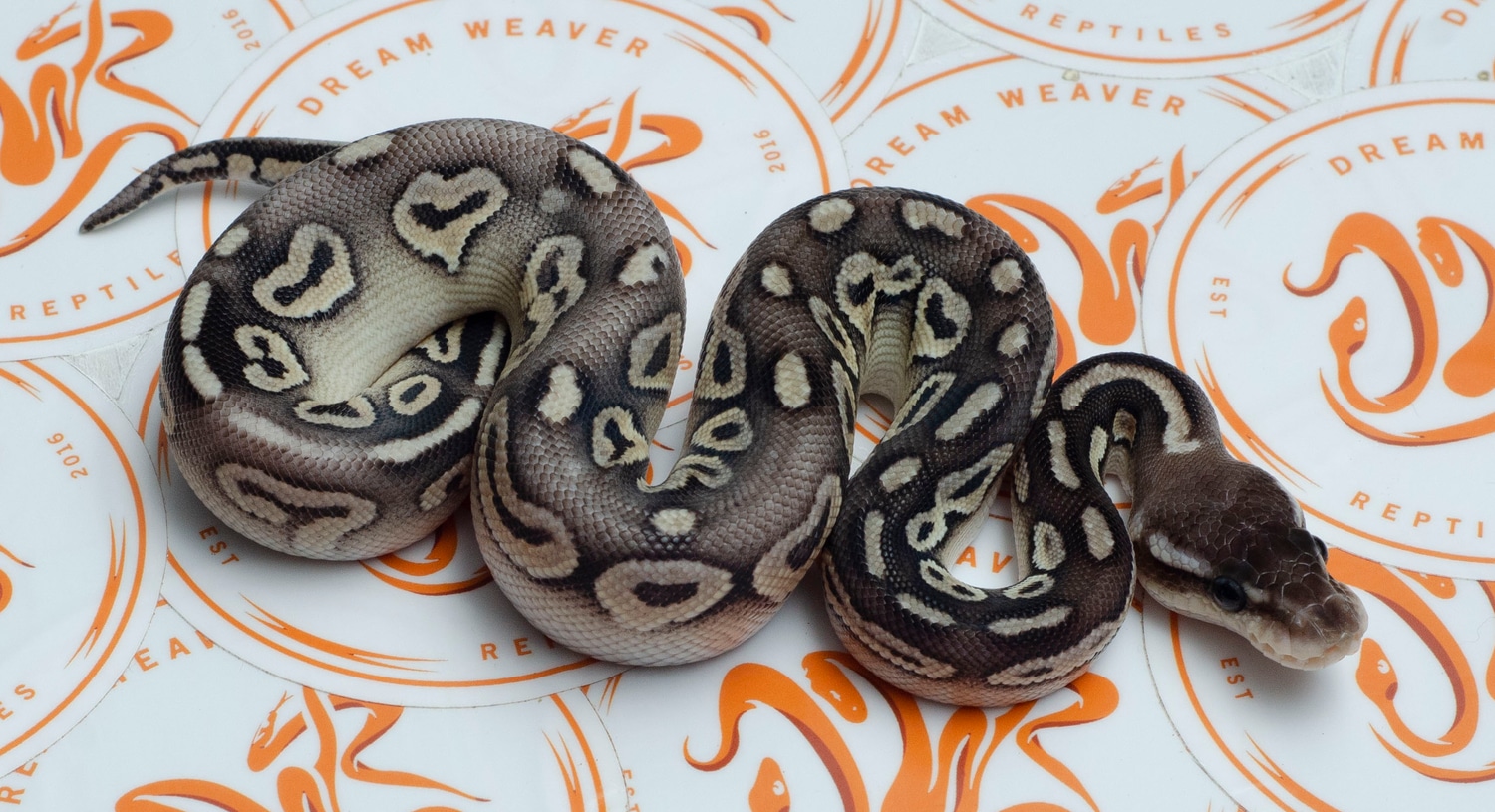 Pewter Mystic (Posible GHI) Ball Python by Dream Weaver Reptiles ...