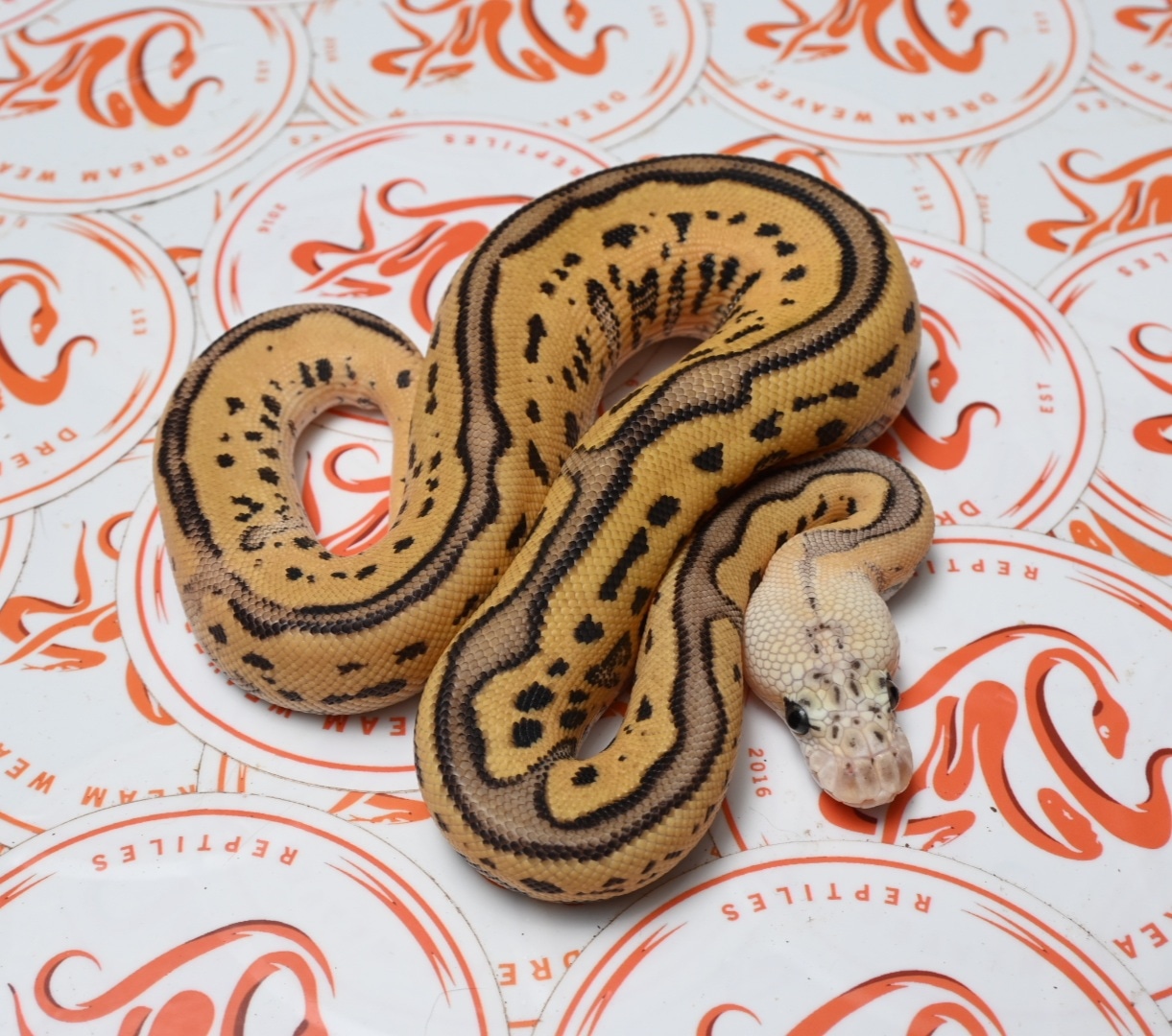 Firefly Leopard Clown Ball Python by Dream Weaver Reptiles - MorphMarket