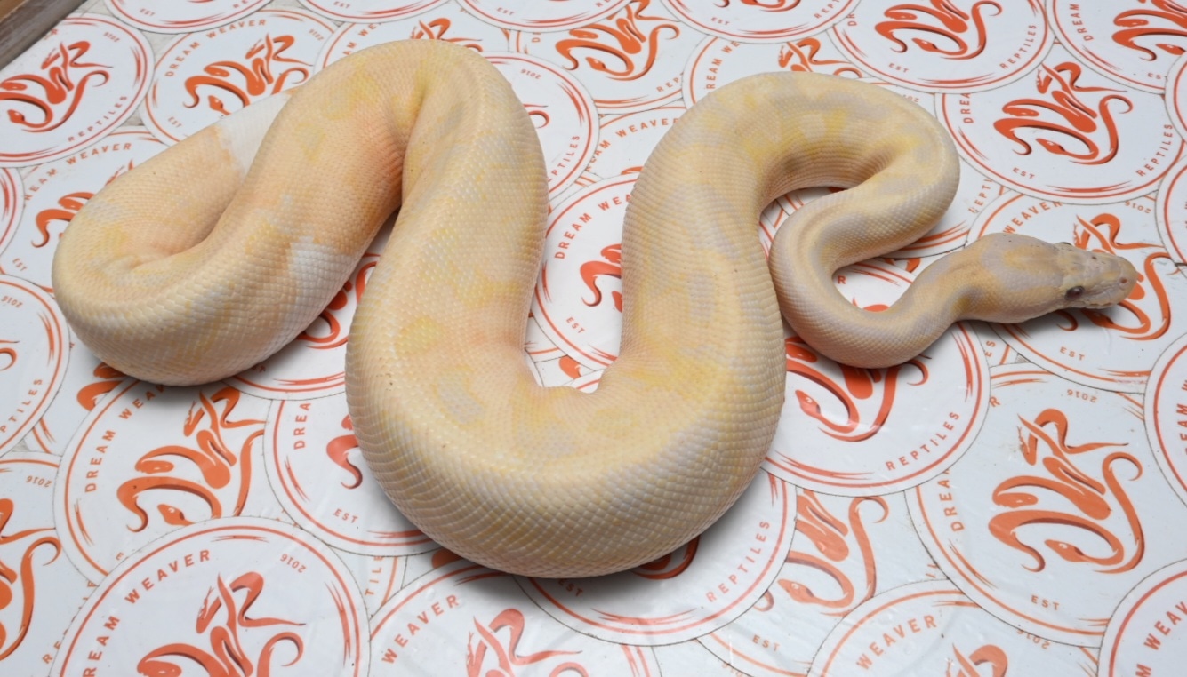 Dreamsicle Ball Python by Dream Weaver Reptiles - MorphMarket