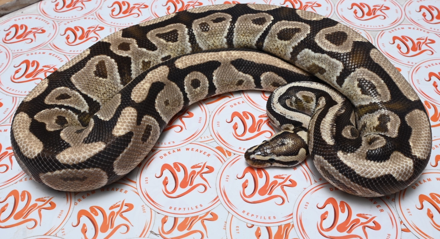 Fire Spotnose Ball Python by Dream Weaver Reptiles - MorphMarket