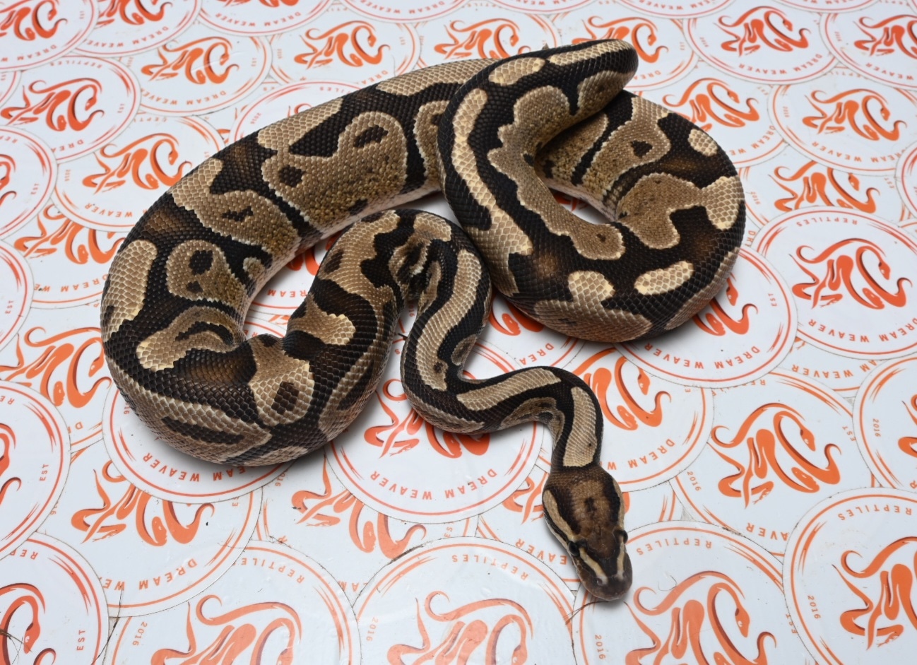 Fire Spotnose Ball Python by Dream Weaver Reptiles - MorphMarket