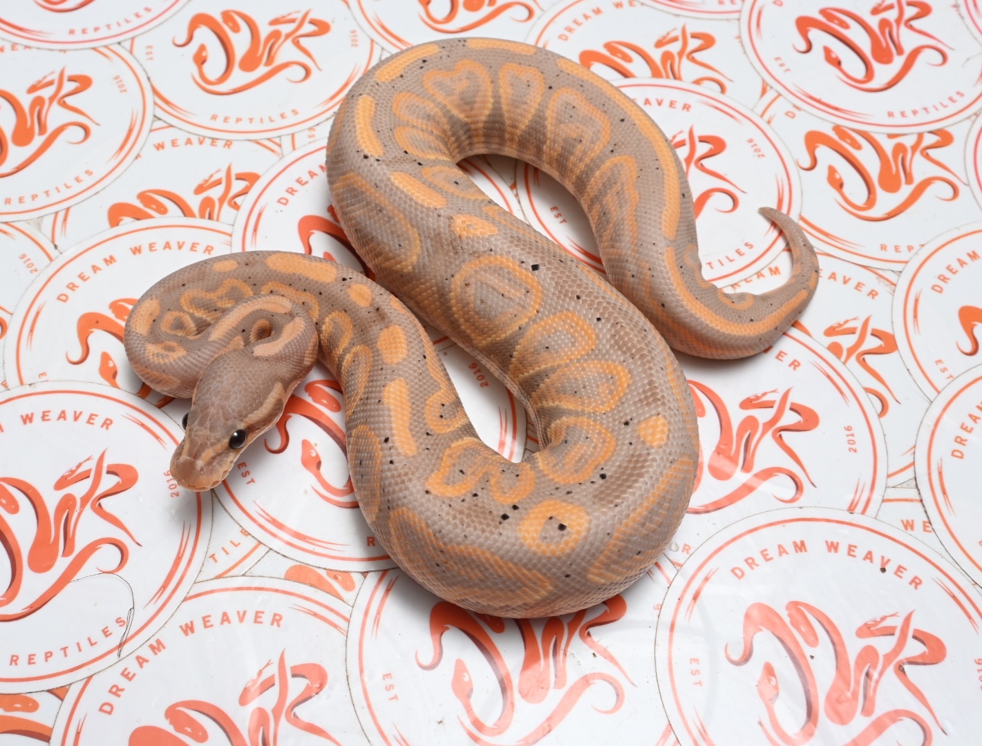 Black Pastel Mahogany Asphalt Coral Glow Ball Python by Dream Weaver ...