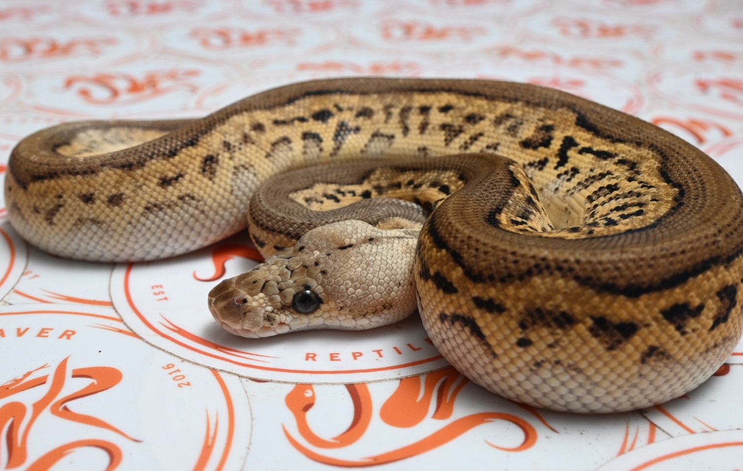 Pastel Leopard Blackhead Wookie Clown 50 Het. Lavender Albino/Pied