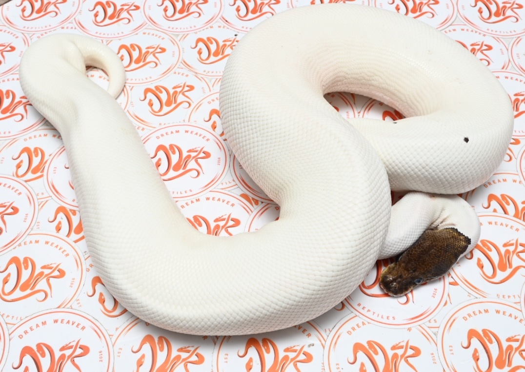 Cinnamon Pied Ball Python by Dream Weaver Reptiles - MorphMarket