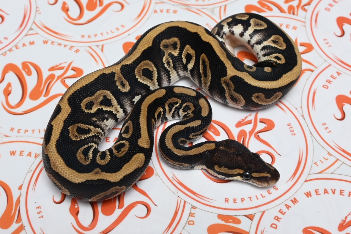 Mystic Leopard Ball Python by Dream Weaver Reptiles - MorphMarket