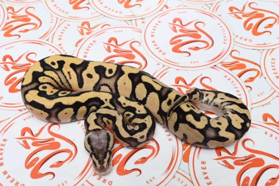 Pastel Fire Het. Clown Ball Python by Dream Weaver Reptiles - MorphMarket