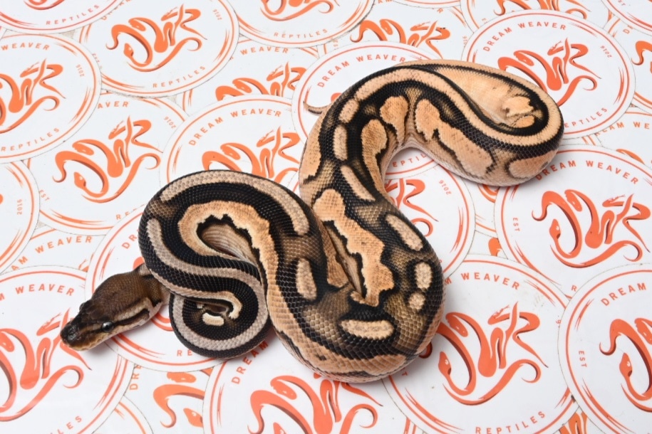 Super Orange Dream Cinnamon Mystic 66% Het. Pied Ball Python by Dream ...