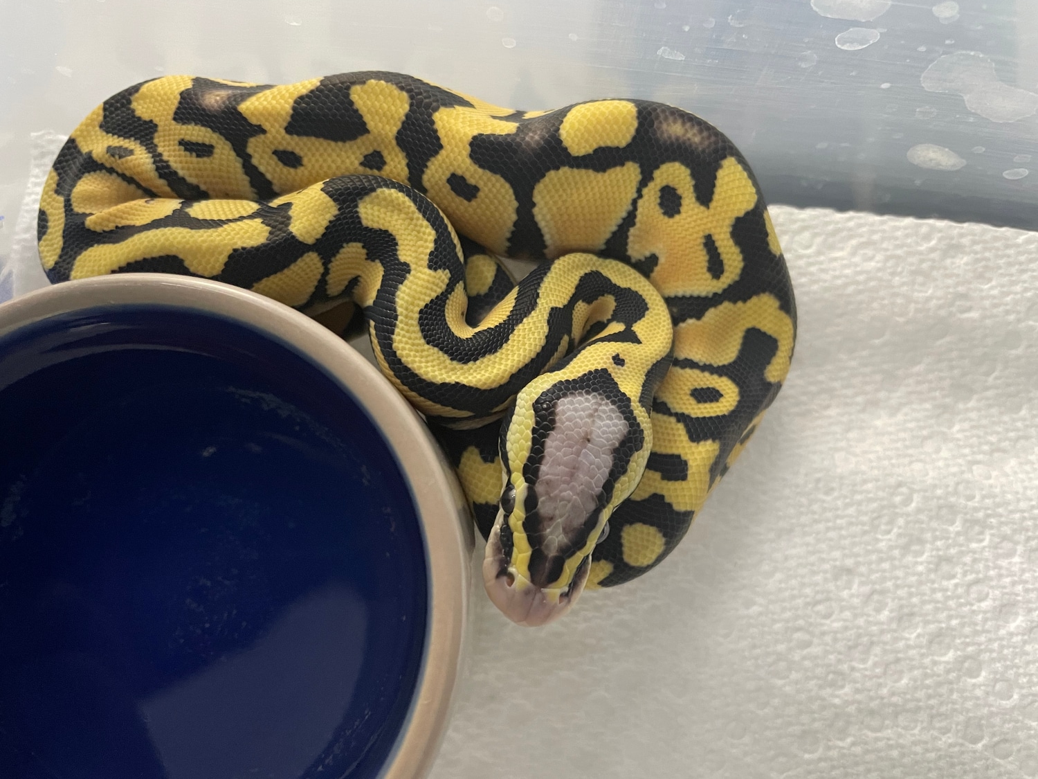 Pastel Desert Ghost Het Clown Ball Python by Colorfully Vulgar