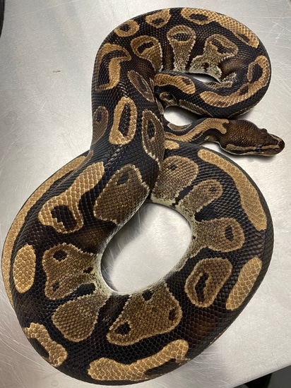 Normal Het Pied Ball Python by Colorfully Vulgar