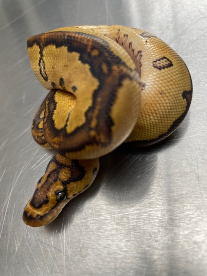 Special (Baker Line) Clown Ball Python by Colorfully Vulgar