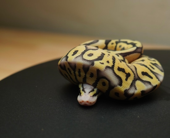 Super Pastel Vanilla Desert Ghost Het Clown Ball Python by Colorfully ...