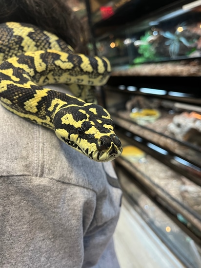 Adult 8ft High Yellow LOCAL PICKUP Jungle Carpet Python by Serpentsofmiami