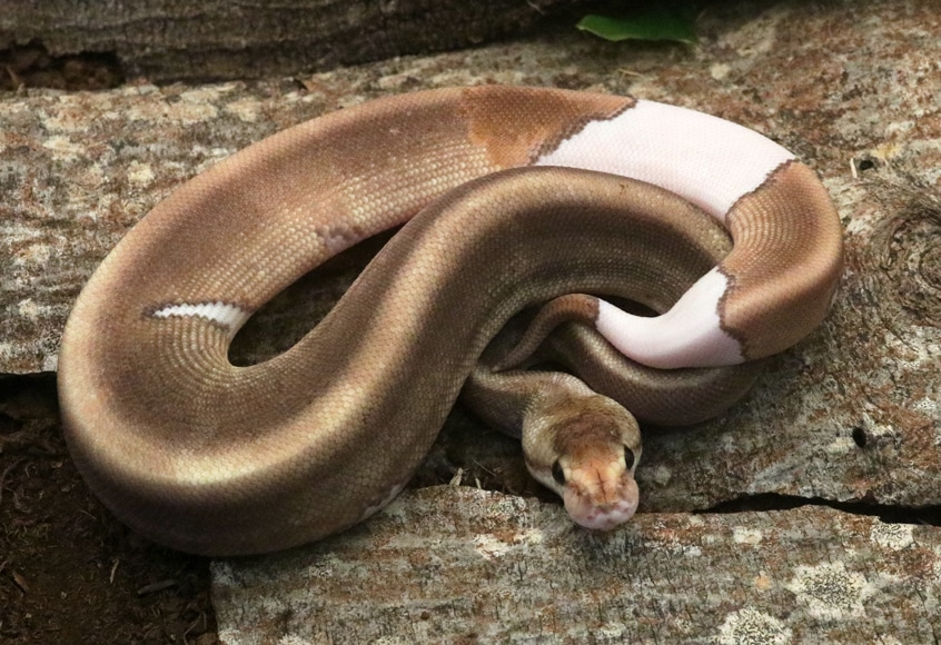 Champin Het Red Axanthic Ball Python by Dynasty Reptiles - MorphMarket