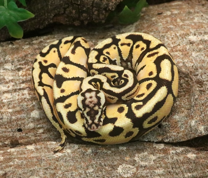 Enchi Pastel Spotnose Ball Python by Dynasty Reptiles MorphMarket