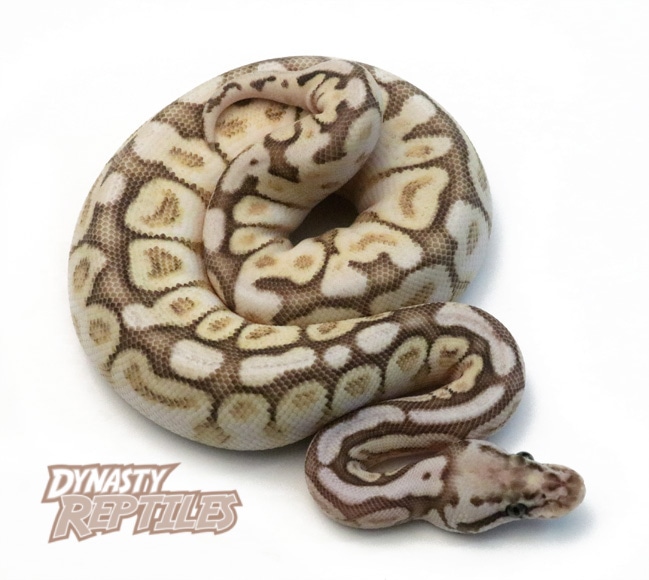 Queen Bee YB Ball Python by Dynasty Reptiles - MorphMarket