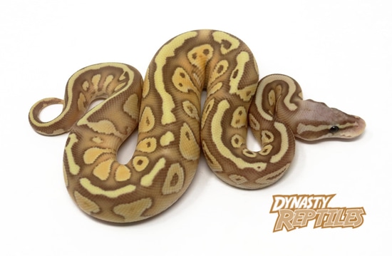 Banana Pastel Butter Ball Python by Dynasty Reptiles
