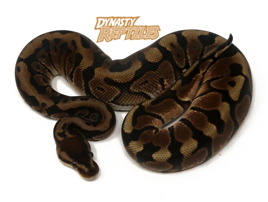 Raven HGW Ball Python by Dynasty Reptiles