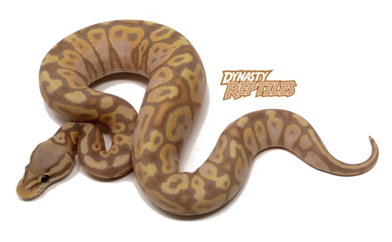 Banana Pastel Ball Python by Dynasty Reptiles