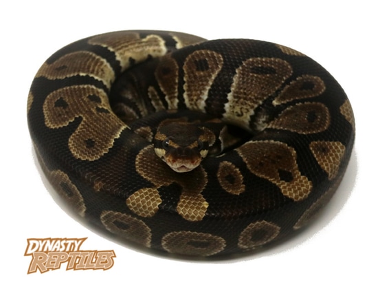 Raven Ball Python by Dynasty Reptiles