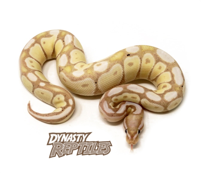 Banana Axanthic Ball Python by Dynasty Reptiles MorphMarket
