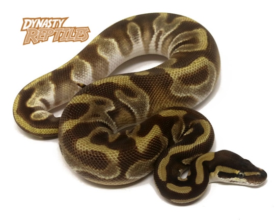 Blackhead Moochie Leopard Ball Python by Dynasty Reptiles
