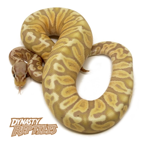 Banana GHI Pastel Ball Python by Dynasty Reptiles