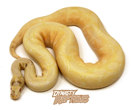 Banana Albino Spider (Paradox) Ball Python by Dynasty Reptiles