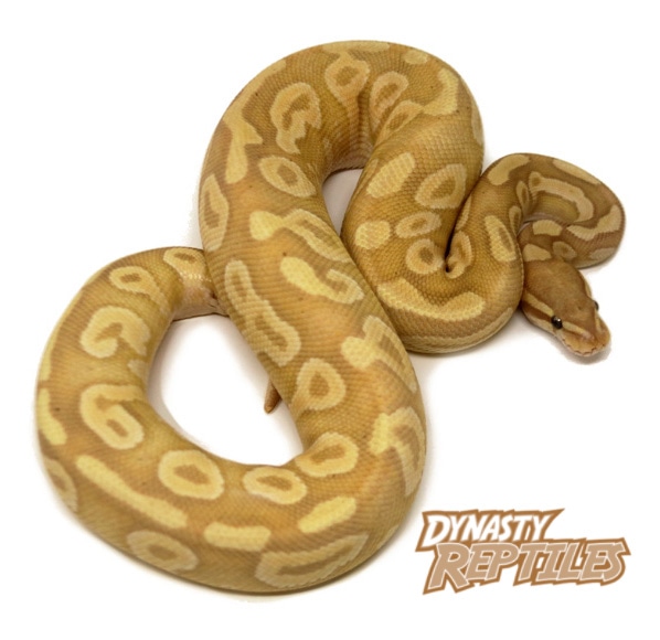 Banana Mystic Poss Het Monsoon Ball Python by Dynasty Reptiles