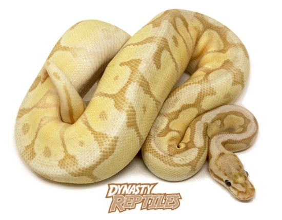 Banana Pastave Bee Ball Python by Dynasty Reptiles