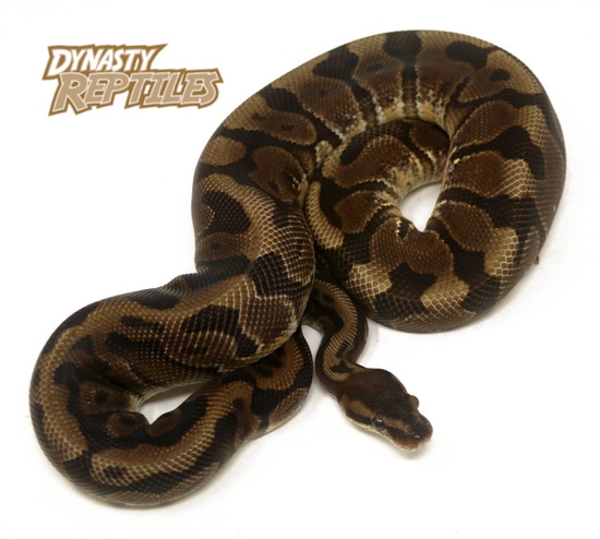 Raven HGW Ball Python by Dynasty Reptiles