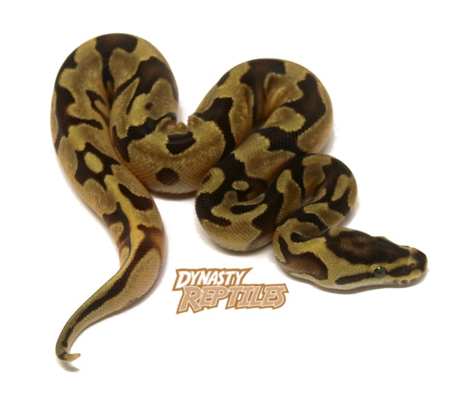 Super Enchi Ball Python by Dynasty Reptiles - MorphMarket