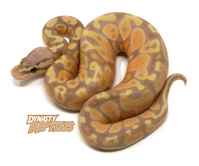 Banana Pastel Ball Python by Dynasty Reptiles MorphMarket