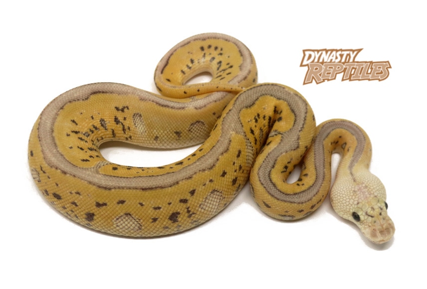 Clown Leopard Super Pastel Ball Python by Dynasty Reptiles - MorphMarket
