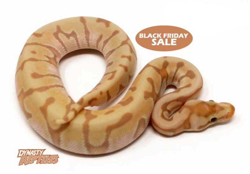 Banana HGW Enchi Ball Python by Dynasty Reptiles MorphMarket