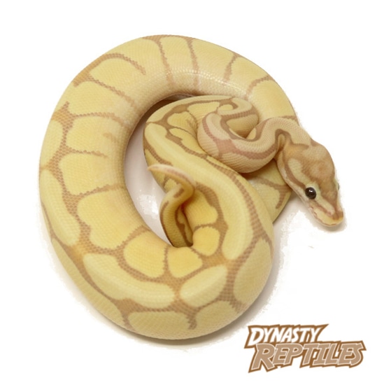 Banana Moochie Bee Ball Python by Dynasty Reptiles