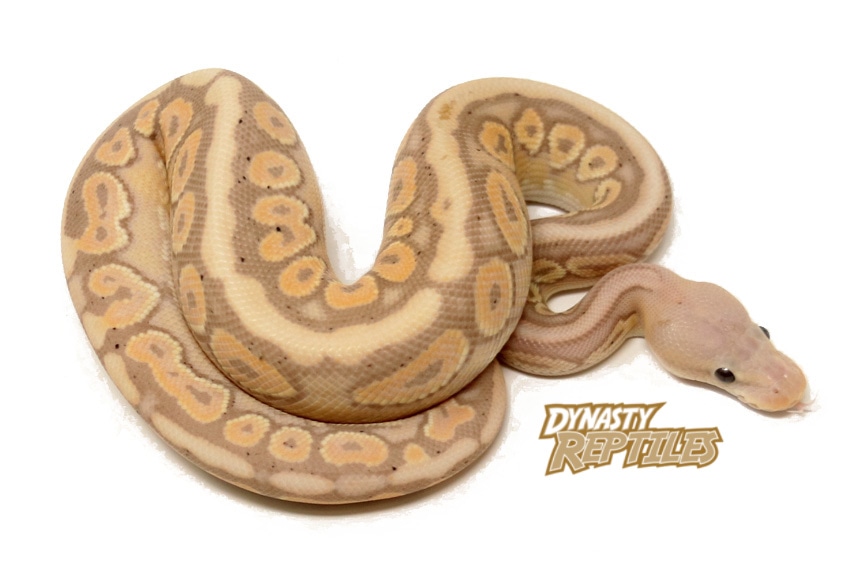 Banana HGW Cinnamon Spotnose Ball Python by Dynasty Reptiles MorphMarket