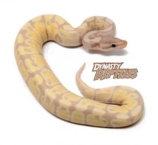 Super Banana Ball Python by Dynasty Reptiles