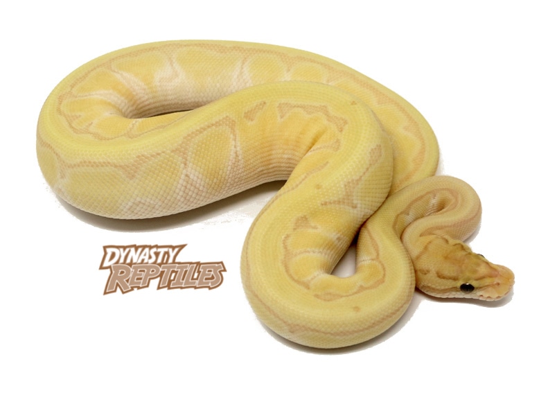 Banana Kingpin Ball Python by Dynasty Reptiles MorphMarket