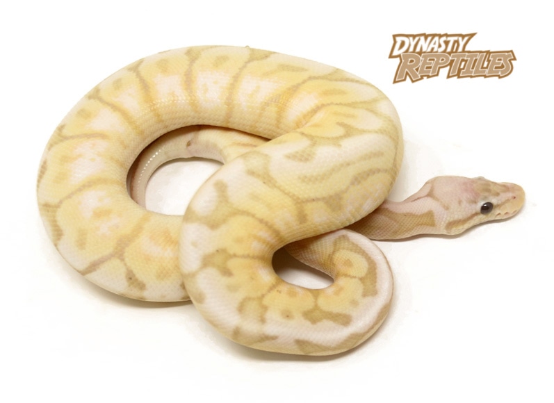 Banana Killer Bee Ball Python by Dynasty Reptiles MorphMarket