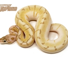 Bamboo Ball Pythons for Sale - MorphMarket US & Canada
