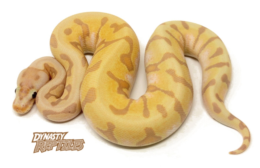 Banana Super Enchi HGW Ball Python by Dynasty Reptiles MorphMarket