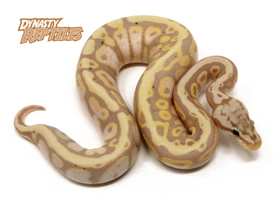 Banana Pastel Spotnose Ball Python by Dynasty Reptiles