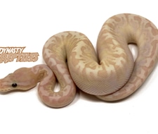 Bamboo Ball Pythons for Sale - MorphMarket US & Canada
