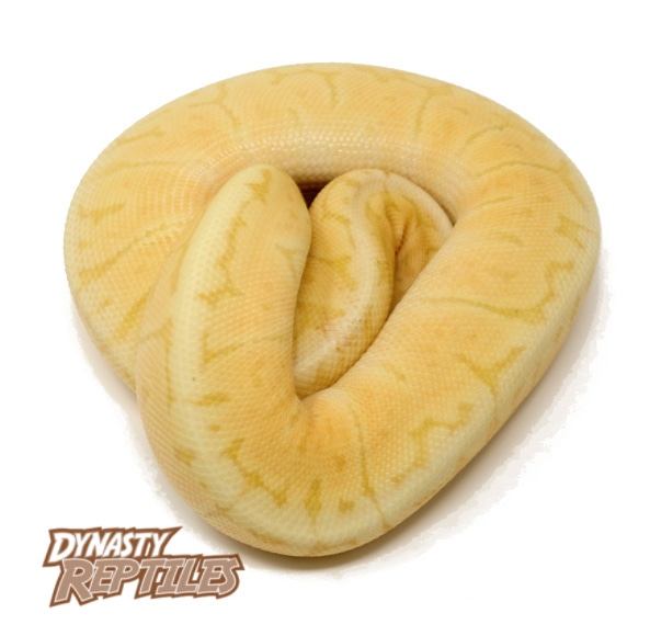 Banana Killer Blast GHI Ball Python by Dynasty Reptiles MorphMarket
