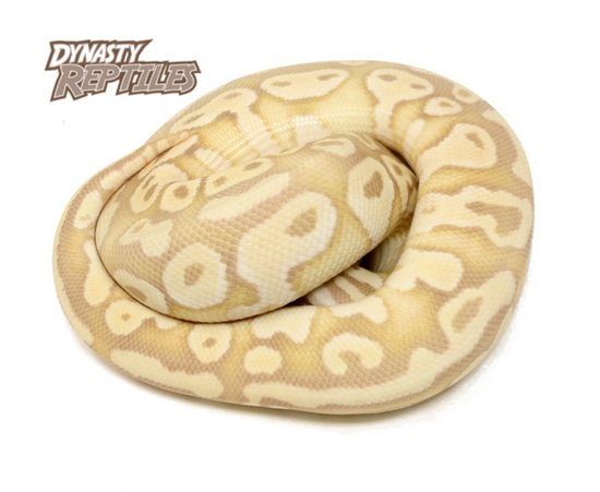 Banana Pastel Butter Ball Python by Dynasty Reptiles